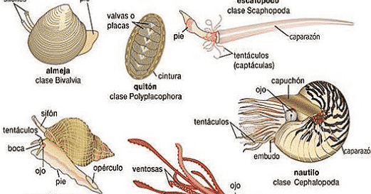 Detail Gambar Bagian Tubuh Mollusca Nomer 15