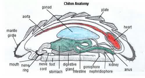 Detail Gambar Bagian Tubuh Mollusca Nomer 17