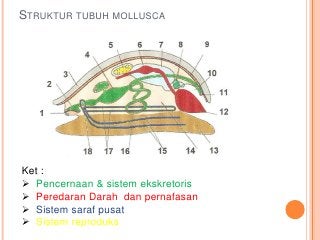 Detail Gambar Bagian Tubuh Mollusca Nomer 18