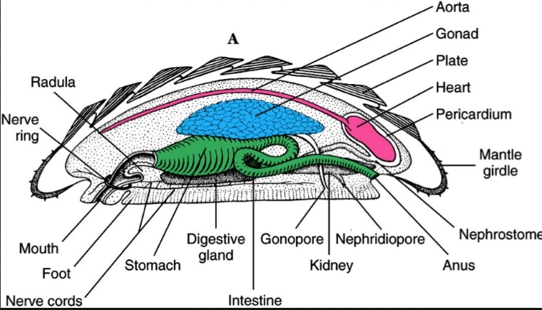 Detail Gambar Bagian Tubuh Mollusca Nomer 19