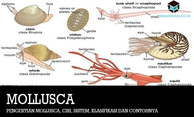 Detail Gambar Bagian Tubuh Mollusca Nomer 20