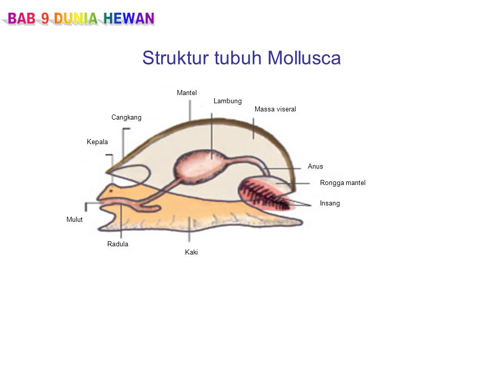Detail Gambar Bagian Tubuh Mollusca Nomer 24