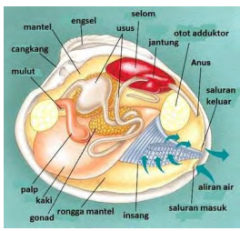 Detail Gambar Bagian Tubuh Mollusca Nomer 25