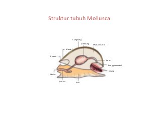 Detail Gambar Bagian Tubuh Mollusca Nomer 26