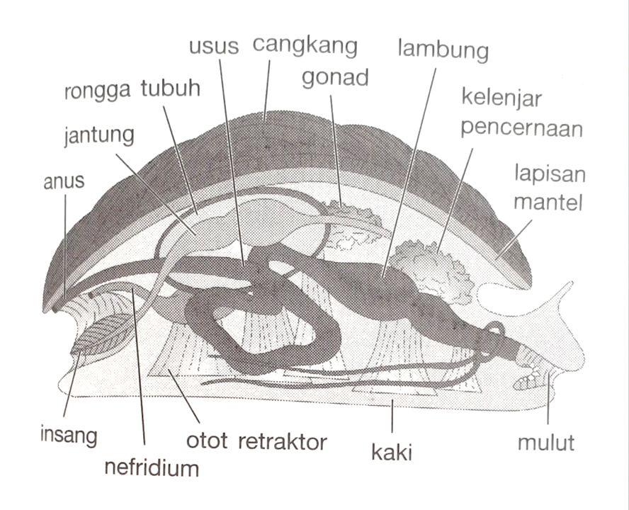 Detail Gambar Bagian Tubuh Mollusca Nomer 29