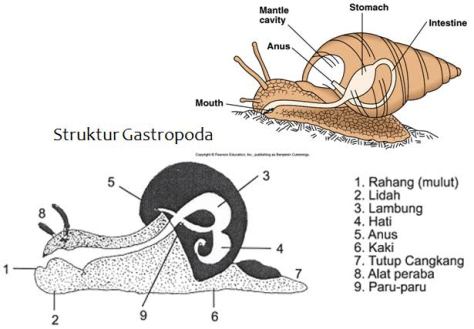 Detail Gambar Bagian Tubuh Mollusca Nomer 33