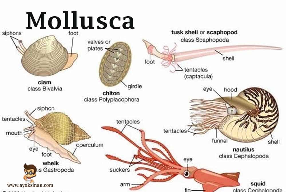 Detail Gambar Bagian Tubuh Mollusca Nomer 4