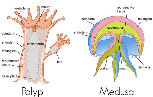 Detail Gambar Bagian Tubuh Mollusca Nomer 36