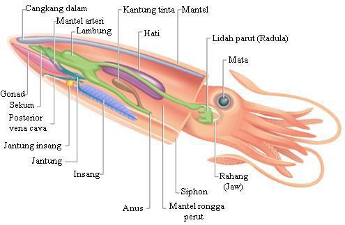 Detail Gambar Bagian Tubuh Mollusca Nomer 41