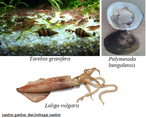 Detail Gambar Bagian Tubuh Mollusca Nomer 43