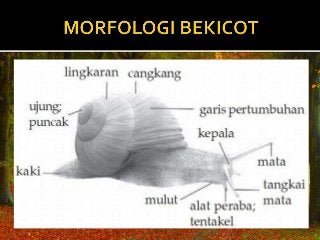 Detail Gambar Bagian Tubuh Mollusca Nomer 44