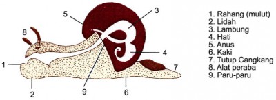 Detail Gambar Bagian Tubuh Mollusca Nomer 46