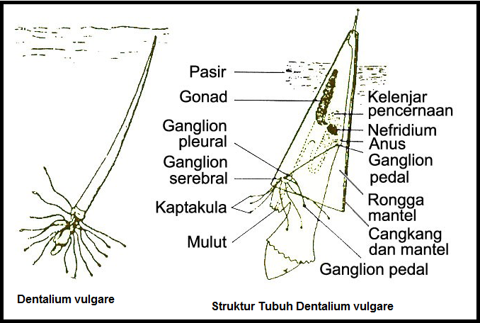 Detail Gambar Bagian Tubuh Mollusca Nomer 47