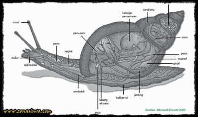 Detail Gambar Bagian Tubuh Mollusca Nomer 6
