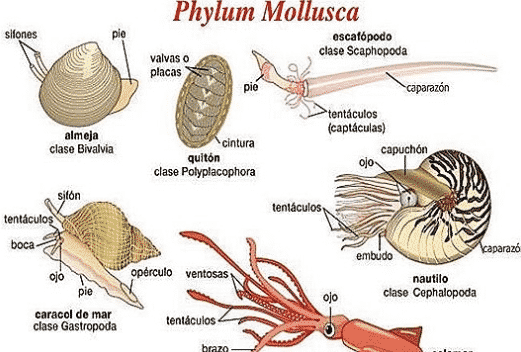 Detail Gambar Bagian Tubuh Mollusca Nomer 8