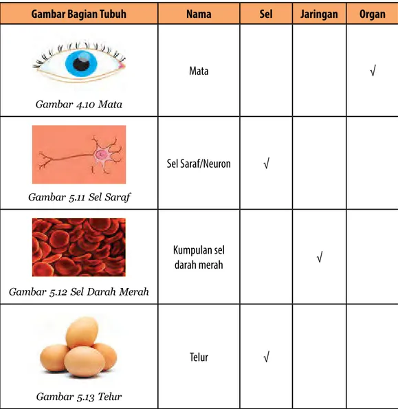 Detail Gambar Bagian Tubuh Nama Sel Jaringan Organ Nomer 11