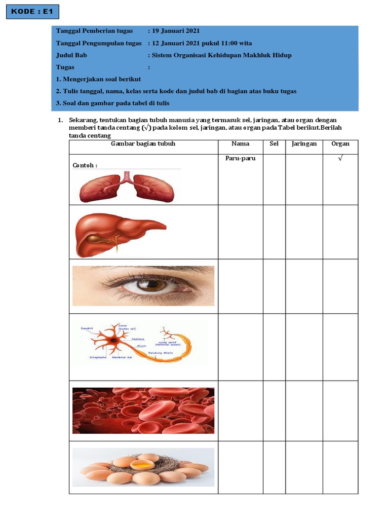 Detail Gambar Bagian Tubuh Nama Sel Jaringan Organ Nomer 12