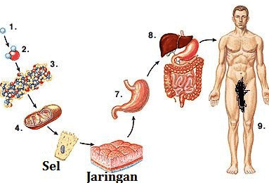 Detail Gambar Bagian Tubuh Nama Sel Jaringan Organ Nomer 20