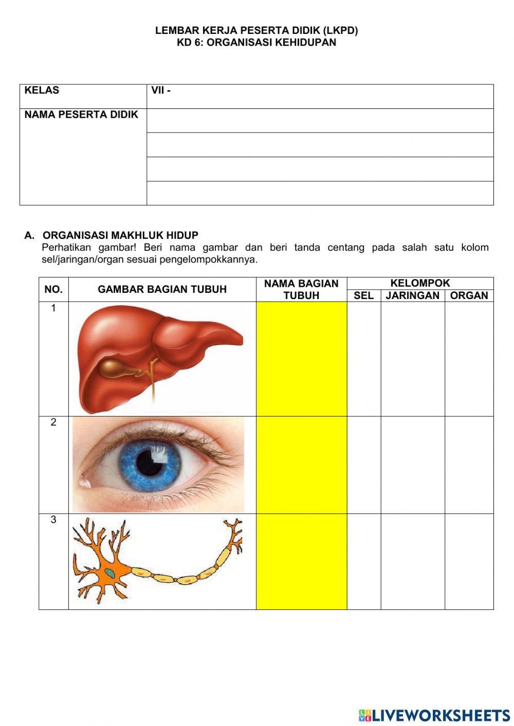 Detail Gambar Bagian Tubuh Nama Sel Jaringan Organ Nomer 29