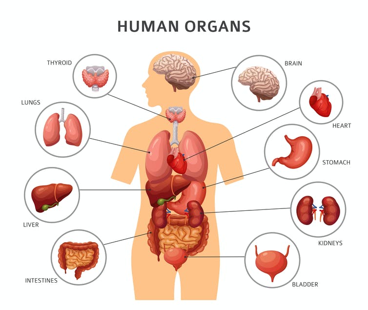 Detail Gambar Bagian Tubuh Nama Sel Jaringan Organ Nomer 45