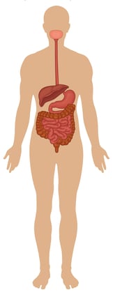 Detail Gambar Bagian Tubuh Nama Sel Jaringan Organ Nomer 46