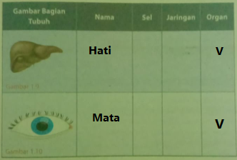 Detail Gambar Bagian Tubuh Nama Sel Jaringan Organ Nomer 7