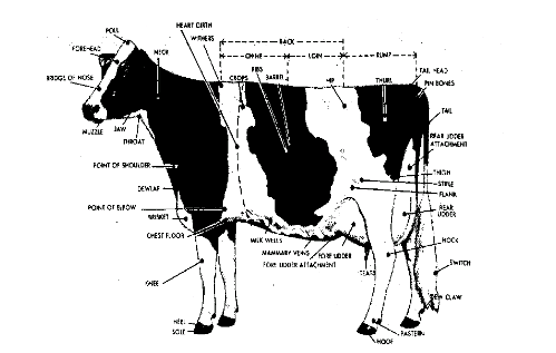 Detail Gambar Bagian Tubuh Sapi Nomer 19