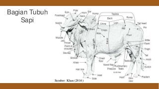 Detail Gambar Bagian Tubuh Sapi Nomer 42