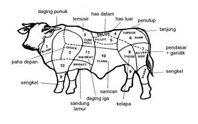 Detail Gambar Bagian Tubuh Sapi Nomer 8