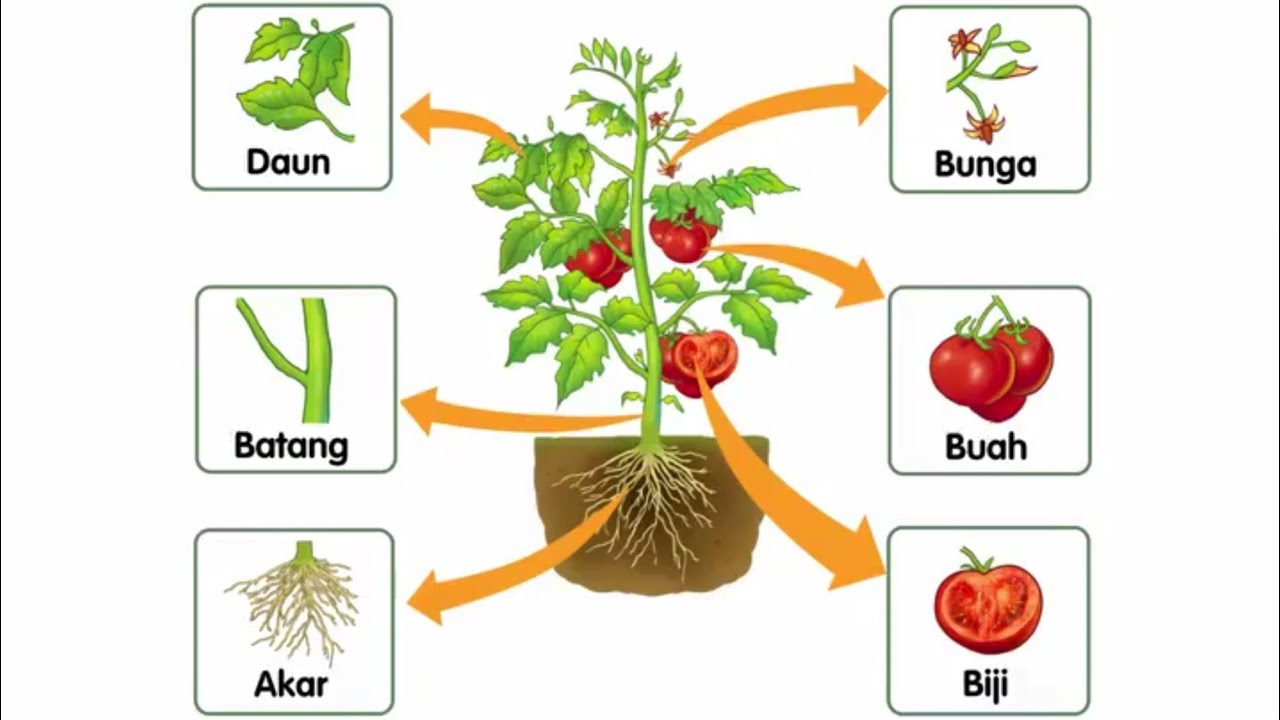 Detail Gambar Bagian Tumbuhan Nomer 15