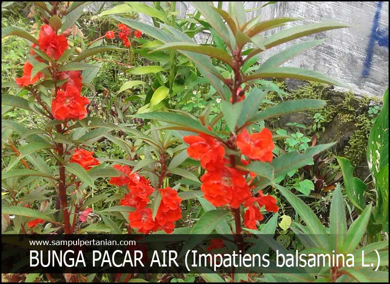 Detail Gambar Bagian Tumbuhan Pacar Air Dan Keterangan Nomer 13