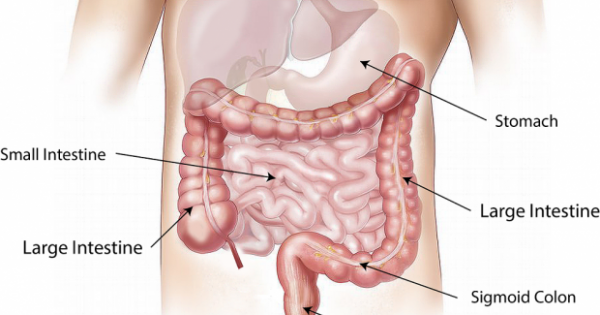 Gambar Bagian Usus Besar - KibrisPDR