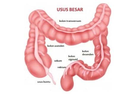 Detail Gambar Bagian Usus Besar Nomer 2