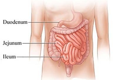 Detail Gambar Bagian Usus Besar Nomer 12