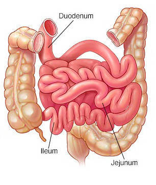 Detail Gambar Bagian Usus Besar Nomer 20