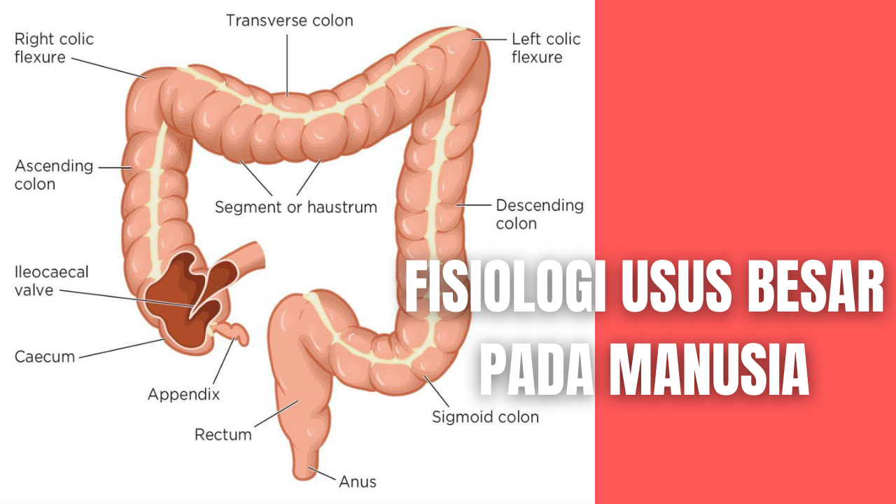 Detail Gambar Bagian Usus Besar Nomer 37