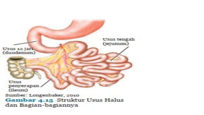 Detail Gambar Bagian Usus Besar Nomer 49