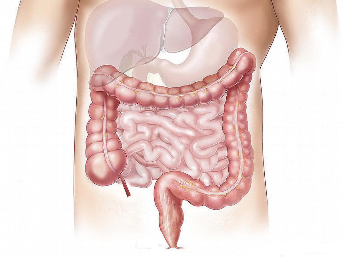 Detail Gambar Bagian Usus Besar Nomer 7