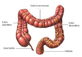 Detail Gambar Bagian Usus Besar Nomer 9