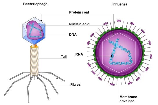 Detail Gambar Bagian Virus Nomer 12