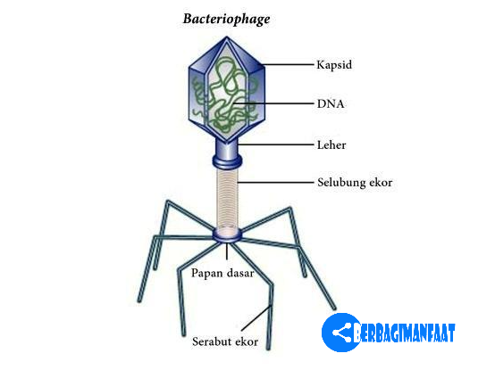 Detail Gambar Bagian Virus Nomer 13