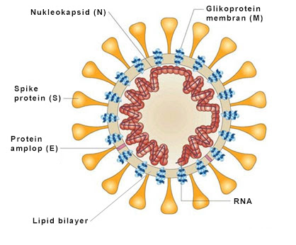 Detail Gambar Bagian Virus Nomer 20