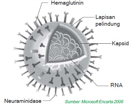 Detail Gambar Bagian Virus Nomer 25