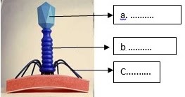 Detail Gambar Bagian Virus Nomer 27