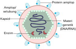 Detail Gambar Bagian Virus Nomer 34