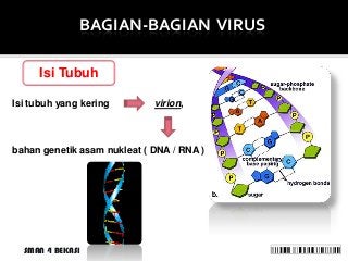 Detail Gambar Bagian Virus Nomer 48