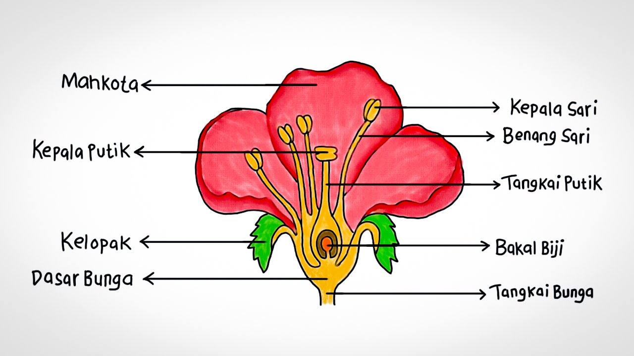 Detail Gambar Bagian2 Bunga Nomer 13