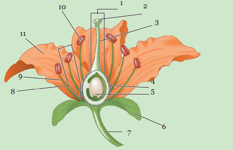 Detail Gambar Bagian2 Bunga Nomer 32