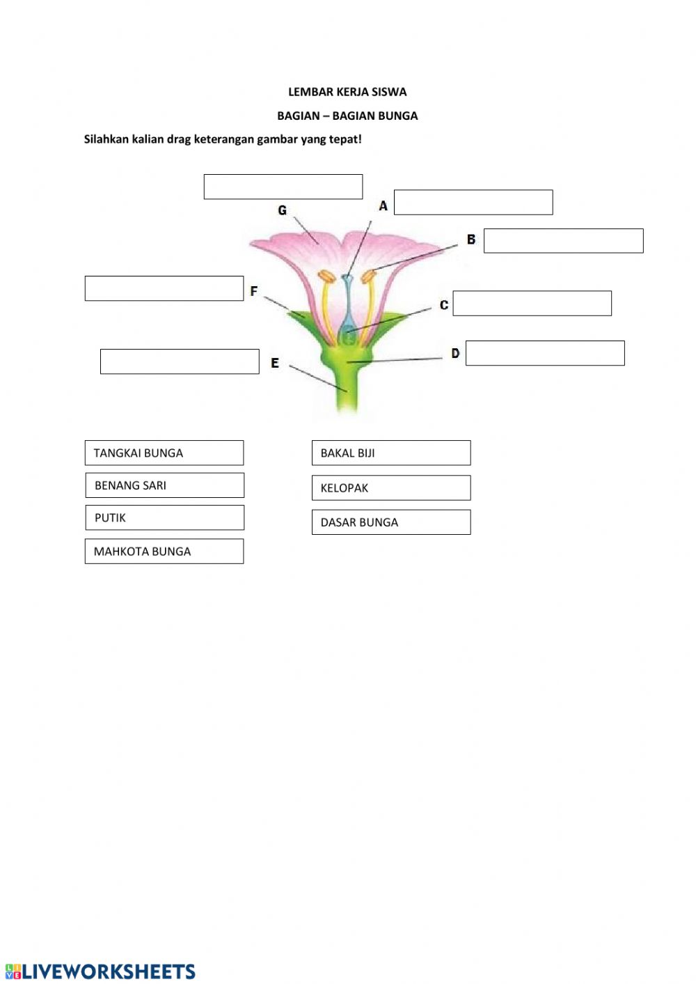 Detail Gambar Bagian2 Bunga Nomer 47