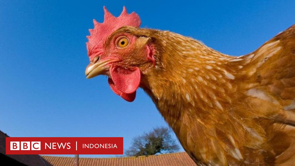 Detail Gambar Bagus Katak Ayam Nomer 28